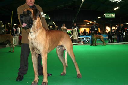 CH. Aaron le grand Des Terres De La Rairie